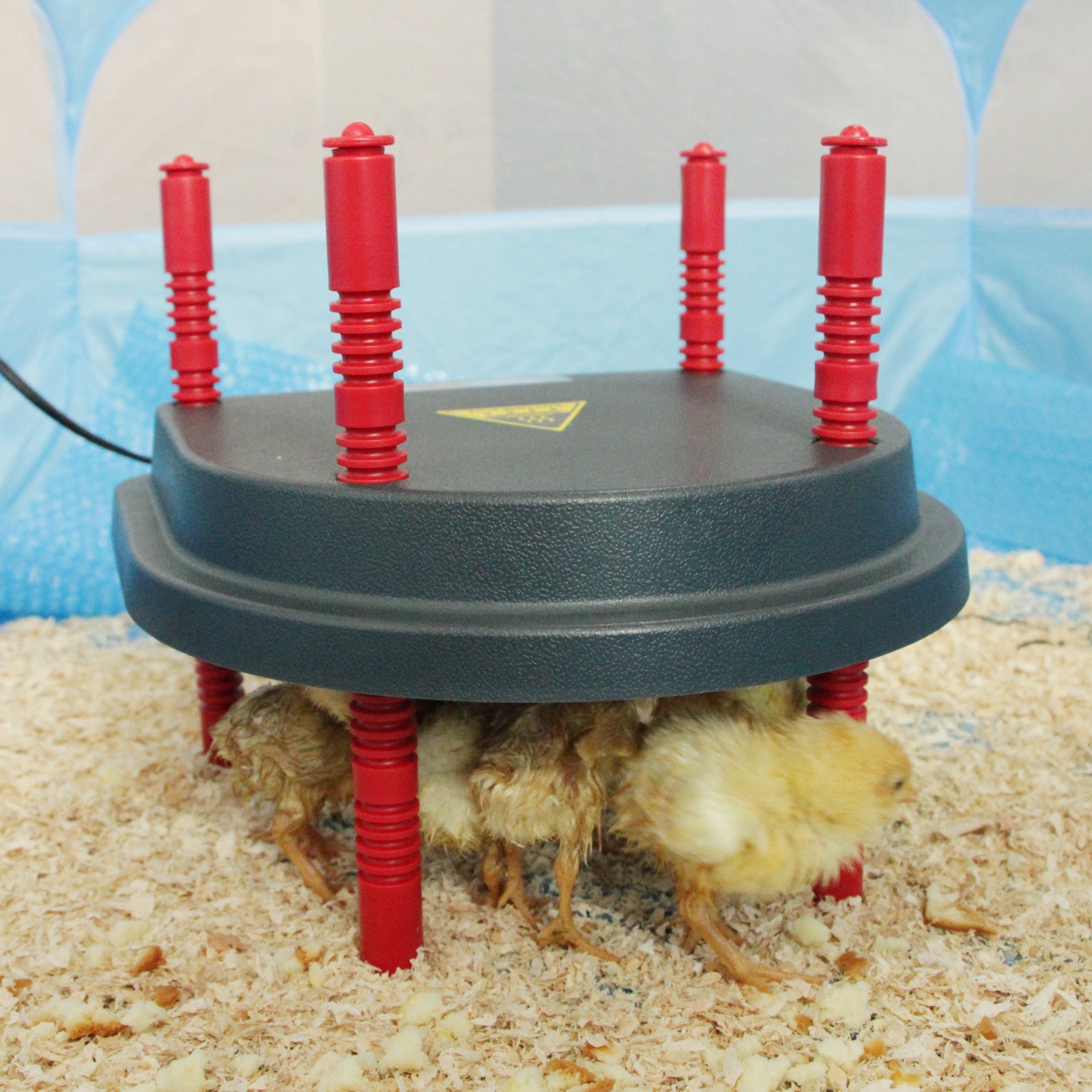 Hantop Chick Brooder Heating Plate (10" x 10") with Comfort Feathers ...